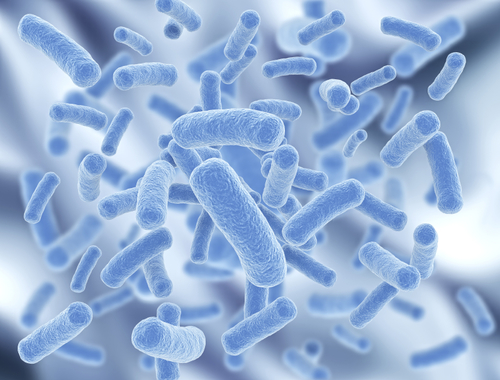 Probiotic powder