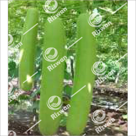 Light Green Bottle Gourd F1 Sophia-004