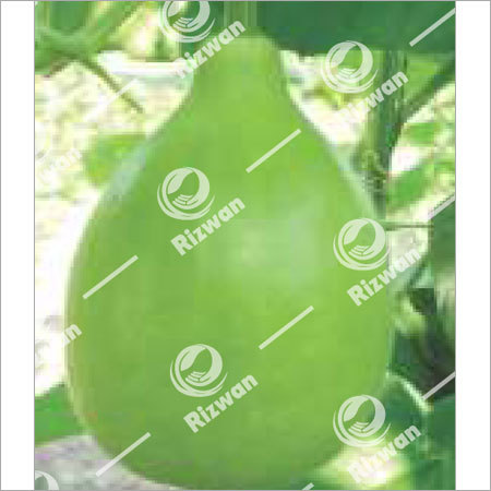 Bottle Gourd F1-RSB-1401 (Lattu)
