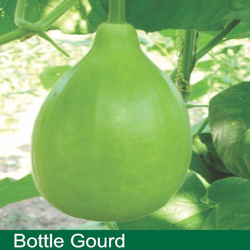 BOTTLE GOURD SEEDS