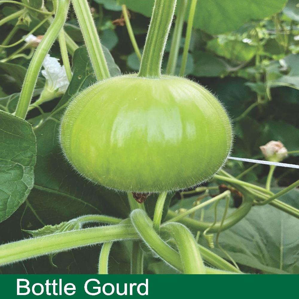 BOTTLE GOURD SEEDS