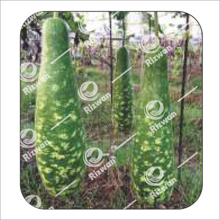 Deep Green In Colour With White Spots Bottle Gourd F1 Chandani
