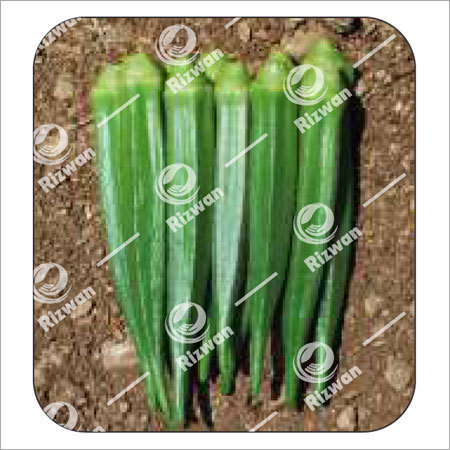 Bhindi F1 Glory