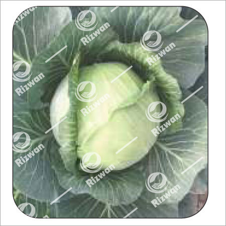 Cabbage F1 Jasmin-50