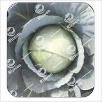 Cabbage F1-RSC-2410  (Megna)