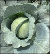 Cabbage F1 Flourish
