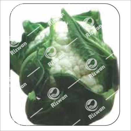 Pure White Cauliflower F1 Charming-90