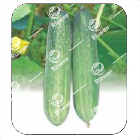 Light Green Cucumber F1 Leader