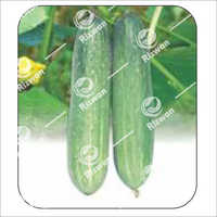 Cucumber F1-RSC-1846  (Leader)