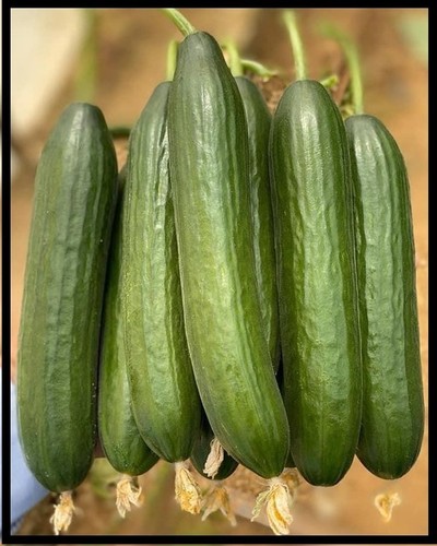 Cucumber F1-RSC-1840   (Safran Plus)