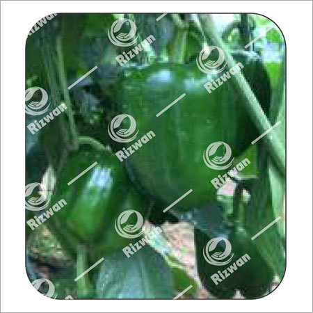 Capsicum F1 Green Lilly Grade: Food