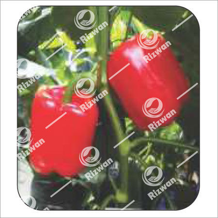 Capsicum F1-RSC-2110  (Wisdom-Red)