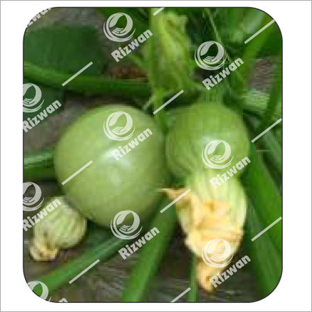 Light Green Summer Squash F1- Cash Ball