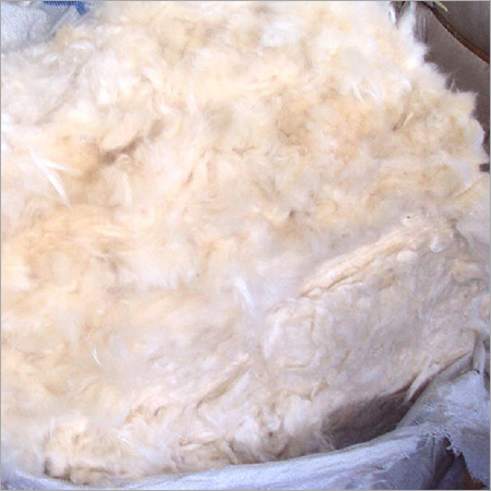 Kapok Tree Fibre