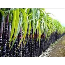 Fresh Sugarcane