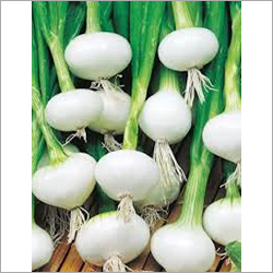 Fresh White Onion