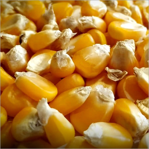 Fresh Yellow Corn - Varied Packaging Options , High In Nutrients, Aids In Weight Gain, Lowers Cholesterol Absorption, Folic Acid Rich, Farm Fresh