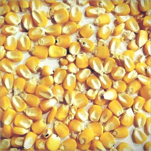 Dried Corn - Yellow Kernels, 10% Moisture | Rich In Protein (3.4g) & Fiber (2.4g), Perfect For Pizza Topping & Sweet Corn Dishes