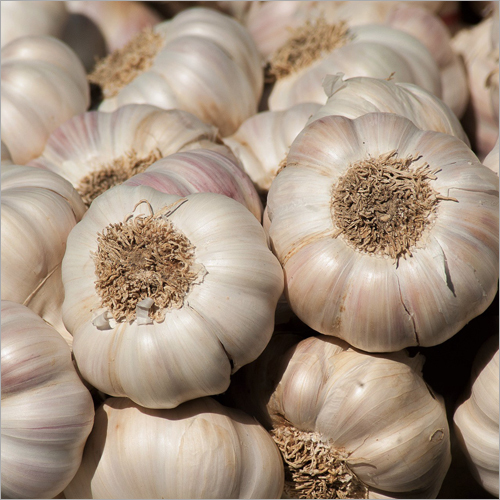 Fresh Dry Garlic