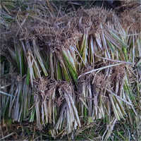 Fresh Shatavari Root