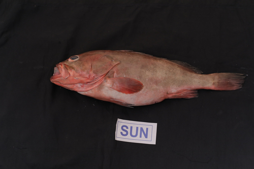 Reefcod Fish Reefcod Fish