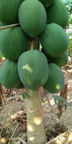 papaya