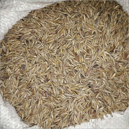 Bamboo Seeds Bamboosa