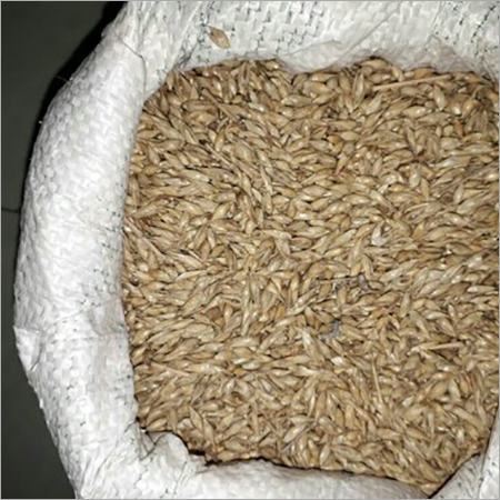 Bamboo Seeds Dendraocolamudas