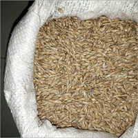 Bamboo Seeds Dendraocolamudas - Light Brown, 85% Germination, 98% Purity | Fast Growth, High Yield, Sustainable, Renewable