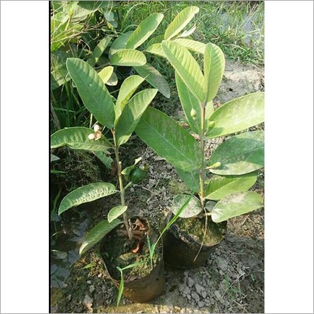 Taiwan Guava Plants Pink