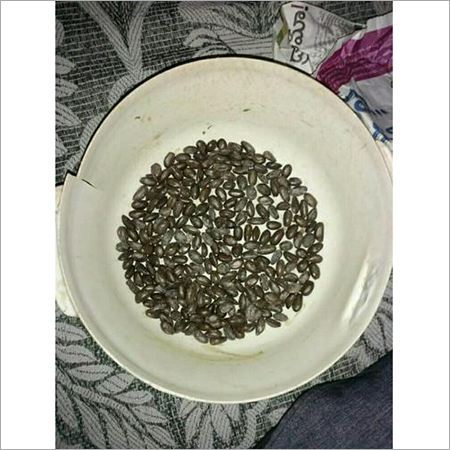 Sitaphal Seeds