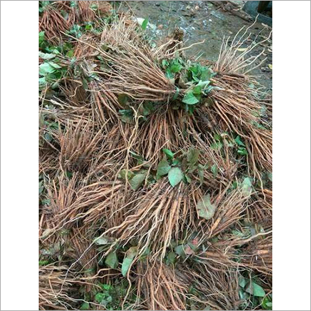 Teak Plant Sticks
