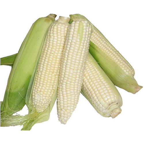 White Shelled Corn