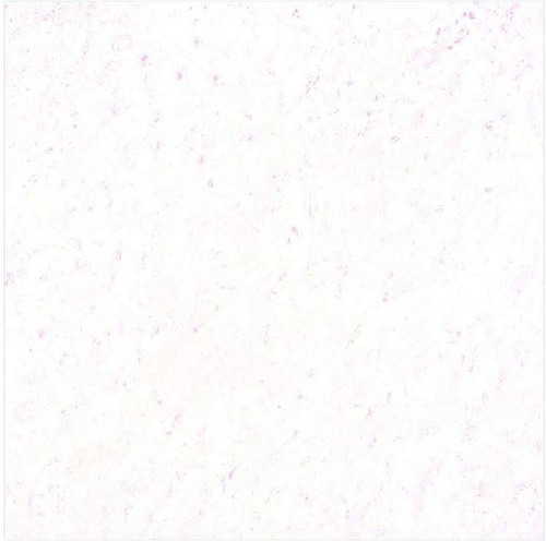 White Lemo Corel