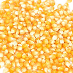 Yellow Maize