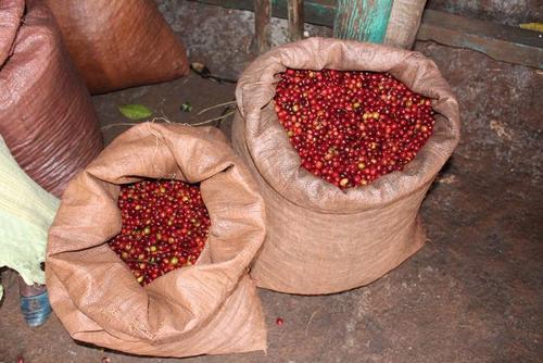Organic Coffee Cherries