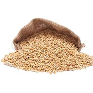 Wheat Grain