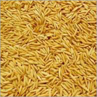 Paddy Rice
