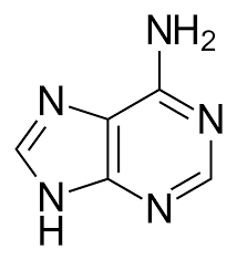 ADENINE (for biochemistry)