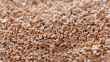 Psyllium Seeds