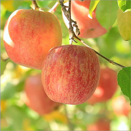 Fresh Juicy Apple Fresh Juicy Apple