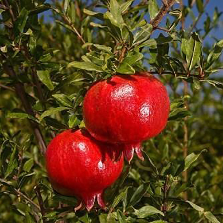 Fresh Pomegranate - Bagua Variety, Common Cultivation Type | Packed for Purity, Freshness, and Nutritional Integrity