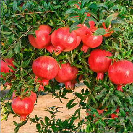 Red Pomegranate - Fresh Fruit | Hygienically Packed for Purity, Contains Antioxidants and Bioactive Polyphenols for Cardiovascular Support