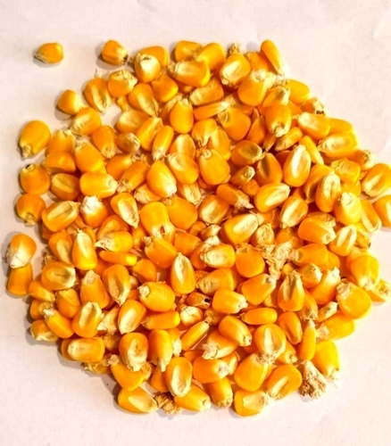 Yellow Maize
