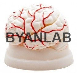 BRAIN WITH SKULL By SHARMA SCIENTIFIC INDUSTRIES