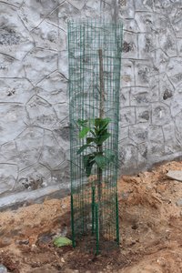 Metal Tree Guard - Color: Green