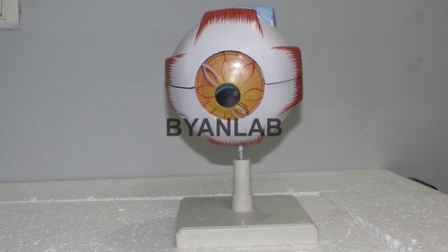 Eye Model Human
