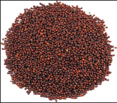 Black Brown Mustard Seeds