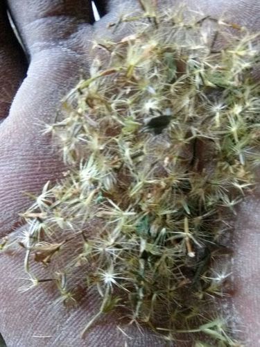Stevia Seed