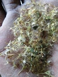 Stevia Seed - Advanced Processing Unit, Aa Grade | Fresh Herbs, Optimal Growth, 2-year Shelf Life, Ideal For Plantation